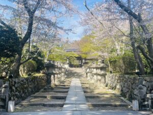三井寺と琵琶湖疏水の桜を昼と夜に行ってきました！