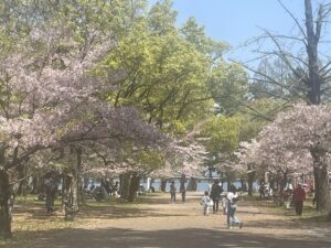 『桜舞う古城跡、春色に染まる膳所公園：琵琶湖を望みながら過去と現在をつなぐピクニック』