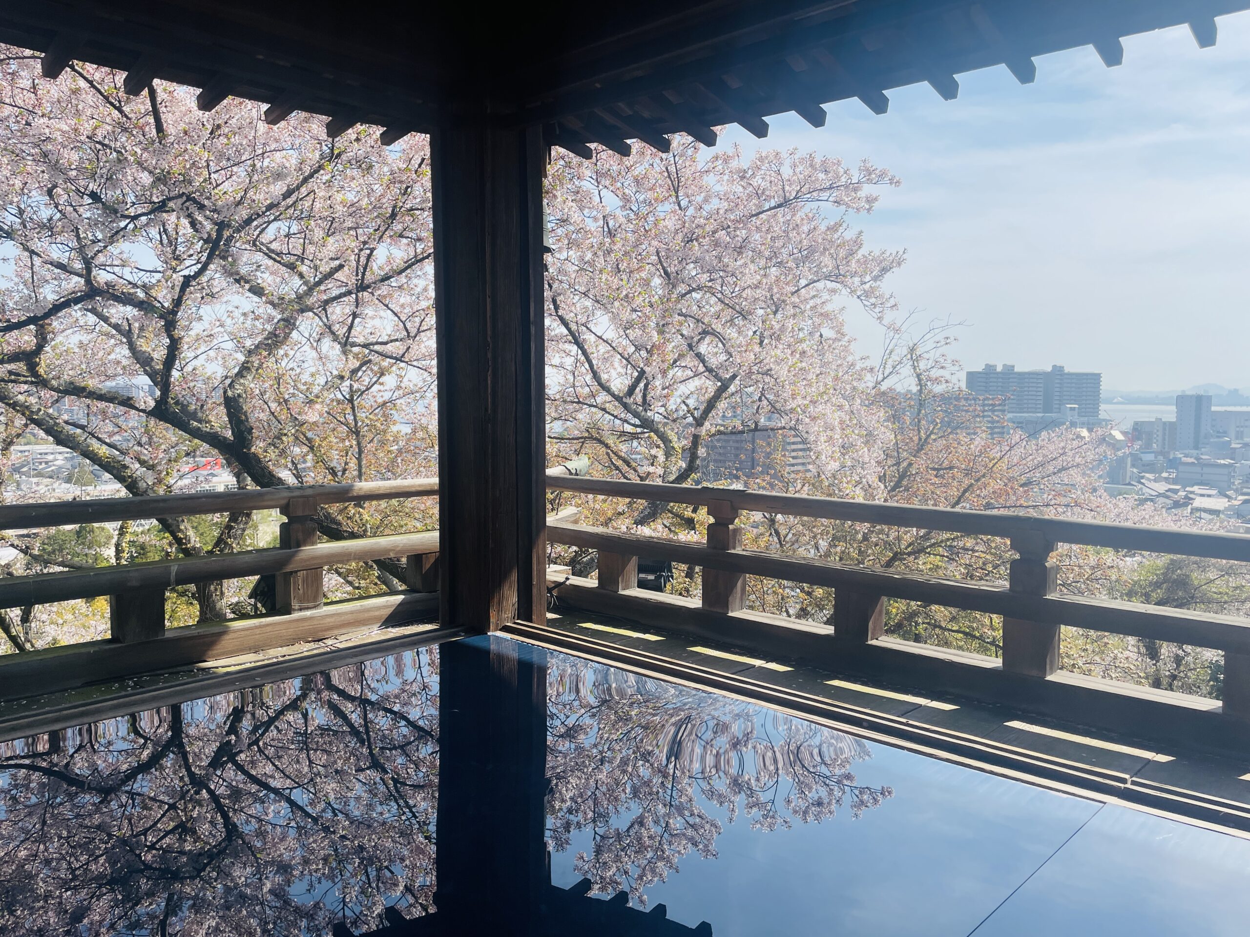 滋賀県大津市の春の息吹：三井寺の観月舞台からの桜の展望