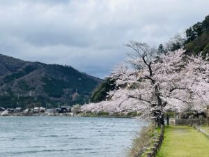 海津大崎に桜を見る！！