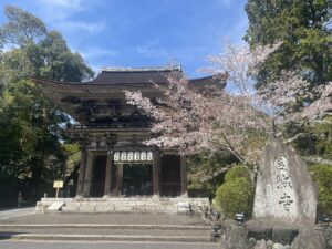 三井寺と琵琶湖疏水の桜を昼と夜に行ってきました！