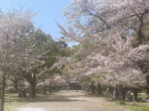 『桜舞う古城跡、春色に染まる膳所公園：琵琶湖を望みながら過去と現在をつなぐピクニック』