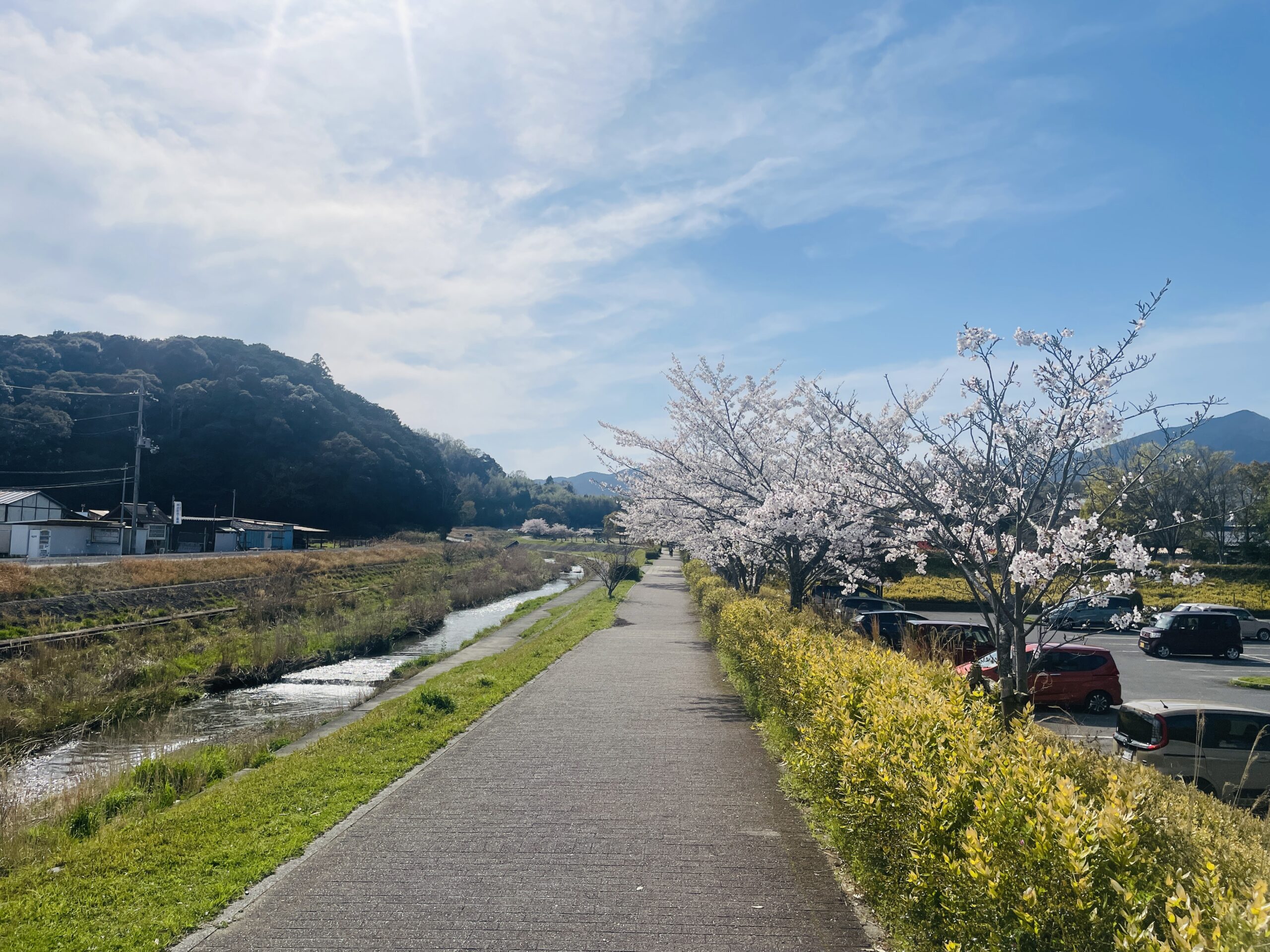 大津市の和邇公園の桜は美しい！