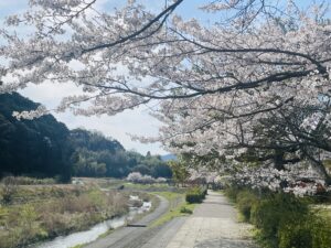 大津市の和邇公園の桜は美しい！