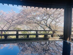 滋賀県大津市の春の息吹：三井寺の観月舞台からの桜の展望