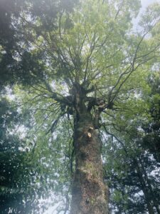 伊豆神社: 縁結びと歴史のパワースポット