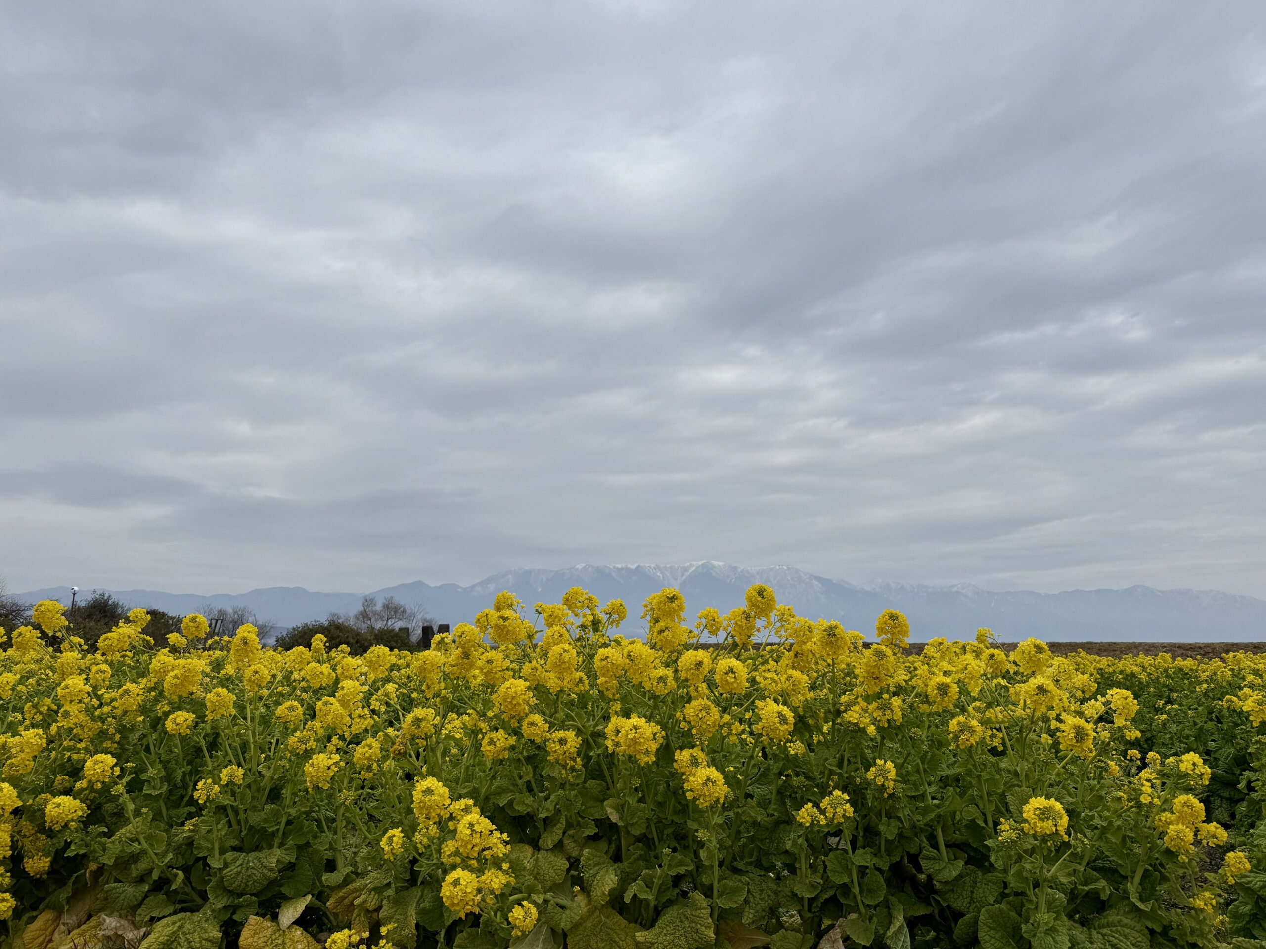 【2025年版】菜の花の名所！守山市「第1なぎさ公園」の開花状況と見どころ